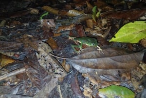 Expedición al Amazonas de 3 días: tour por la selva, el río y la fauna silvestre