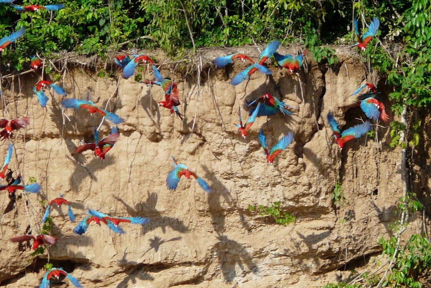 3-tägige Tour im Tambopata-Nationalreservat | Tierwelt des Amazonas