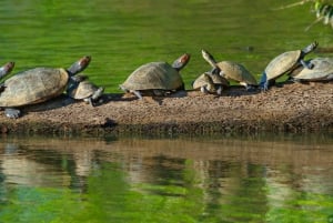 3-tägige Tour im Tambopata-Nationalreservat | Tierwelt des Amazonas