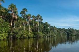 3-tägige Tour im Tambopata-Nationalreservat | Tierwelt des Amazonas