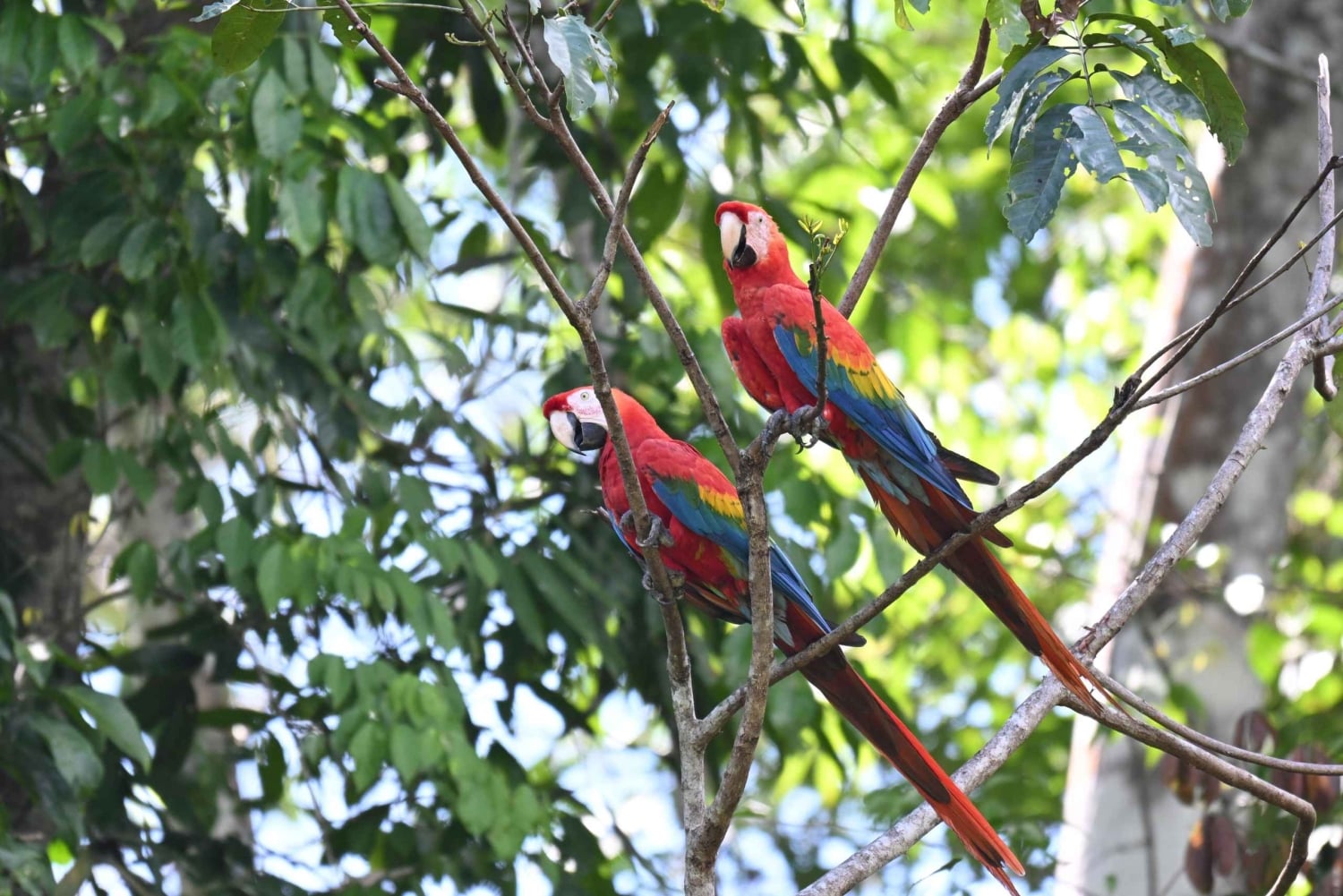 4-Day Exploration of the Manu Amazon – Departure from Cusco