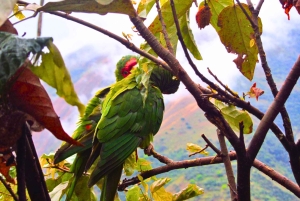 4 Days Inca Jungle Adventure to Machu Picchu