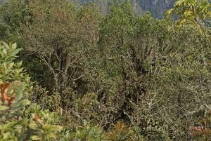 4 Days Inca Jungle Adventure to Machu Picchu