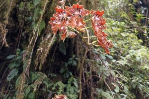 4 Days Inca Jungle Adventure to Machu Picchu