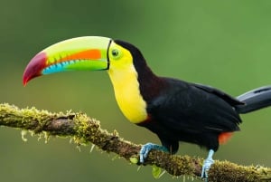 5-dagers Amazonas-jungelcamping-odyssé fra Iquitos