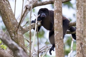 5-dagers Amazonas-jungelcamping-odyssé fra Iquitos
