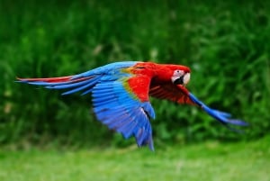 5-dagers Amazonas-jungelcamping-odyssé fra Iquitos