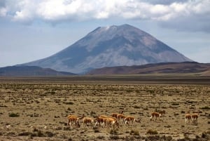 Día de Aventura en Arequipa: Catarata de Pillones + Bosque de Rocas