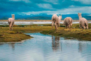Día de Aventura en Arequipa: Catarata de Pillones + Bosque de Rocas