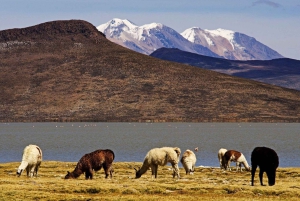 Adventure Day in Arequipa: Pillones Waterfall + Rock Forest