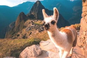 Aguas Calientes: Biljett till Machu Picchu, buss och privat guide