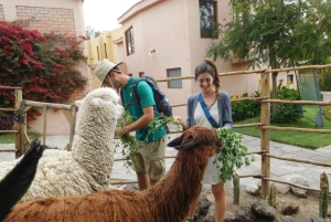 Alpaca- en lamaboerderij met demonstratie van het weven