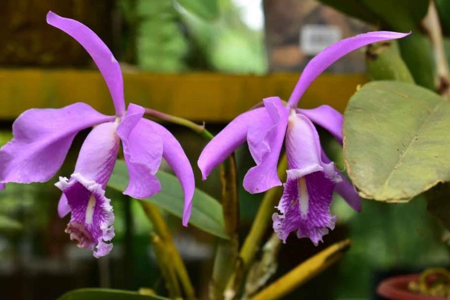 Visitez Alto Mayo à Tarapoto, découvrez la ville des orchidées
