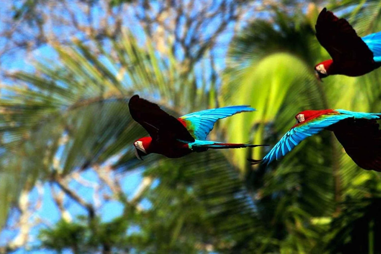 AMAZON MANU CULTURAL ZONE 4 DAYS / 3 NIGHTS