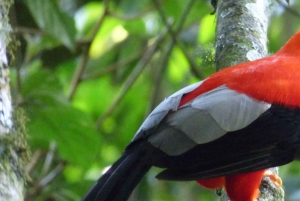 AMAZON MANU CULTURAL ZONE 4 DAYS / 3 NIGHTS