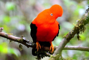 AMAZON TOUR MANU КУЛЬТУРНАЯ ЗОНА 3D – 2Н