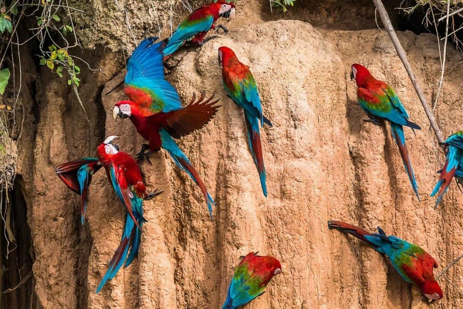 Amazonas Manu Cultural Zone 4 dagar / 3 nätter