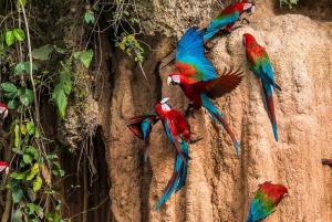 Amazonas Manu Kulturzone 4 Tage / 3 Nächte