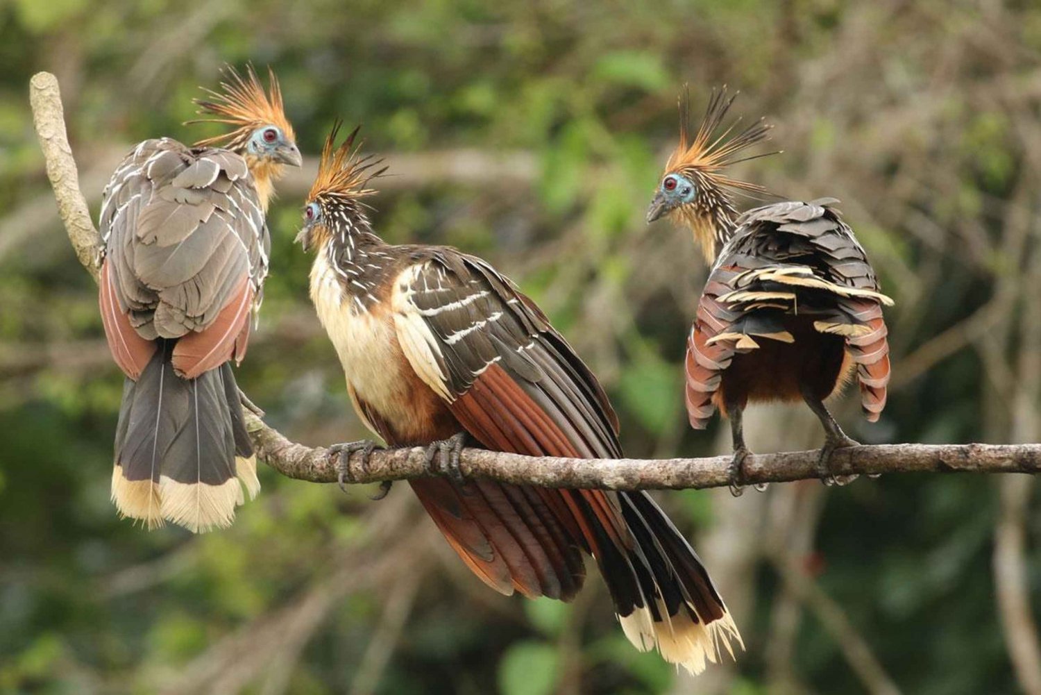 Amazonas Manu Zona Cultural 4 dni / 3 noce