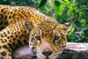 Amazonas Manu Zona Cultural 4 dni / 3 noce