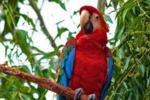 Amazonas Manu Zona Cultural 4 dni / 3 noce