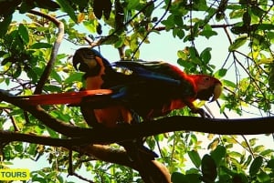 Amazonas Manu Zona Cultural 4 dni / 3 noce