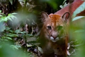 Amazonas Manu Zona Cultural 4 dni / 3 noce