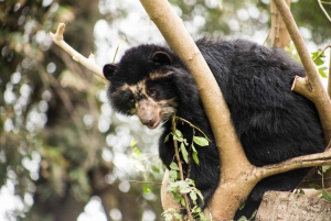 3-dagars äventyr i Amazonas: Utforska djungeln från Cusco