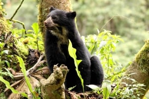 3 dagers eventyr i Amazonas: Utforsk jungelen fra Cusco