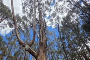 Andenroute: Tänze, Kultur und Aussichtspunkte von Cusco