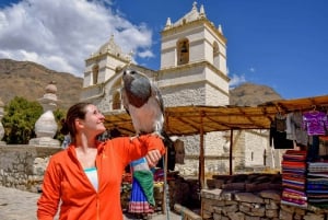 Anderna: Dagstur till Colca Canyon