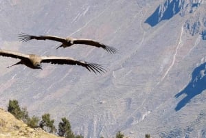 Arequipa: 2-tägige Tour durch den Colca Canyon und die Oase Sangalle