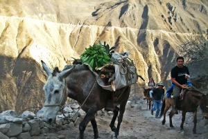 Arequipa: 2-Day Colca Canyon Trekking Tour