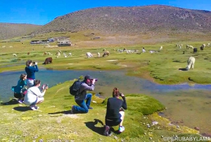 Arequipa: 2-Day Colca Canyon Trekking Tour