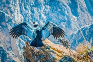 Arequipa: 2-dagers tur til Colca-dalen med transport til Puno