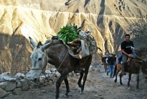 Arequipa: Tour di 2 giorni con trekking nel Canyon del Colca
