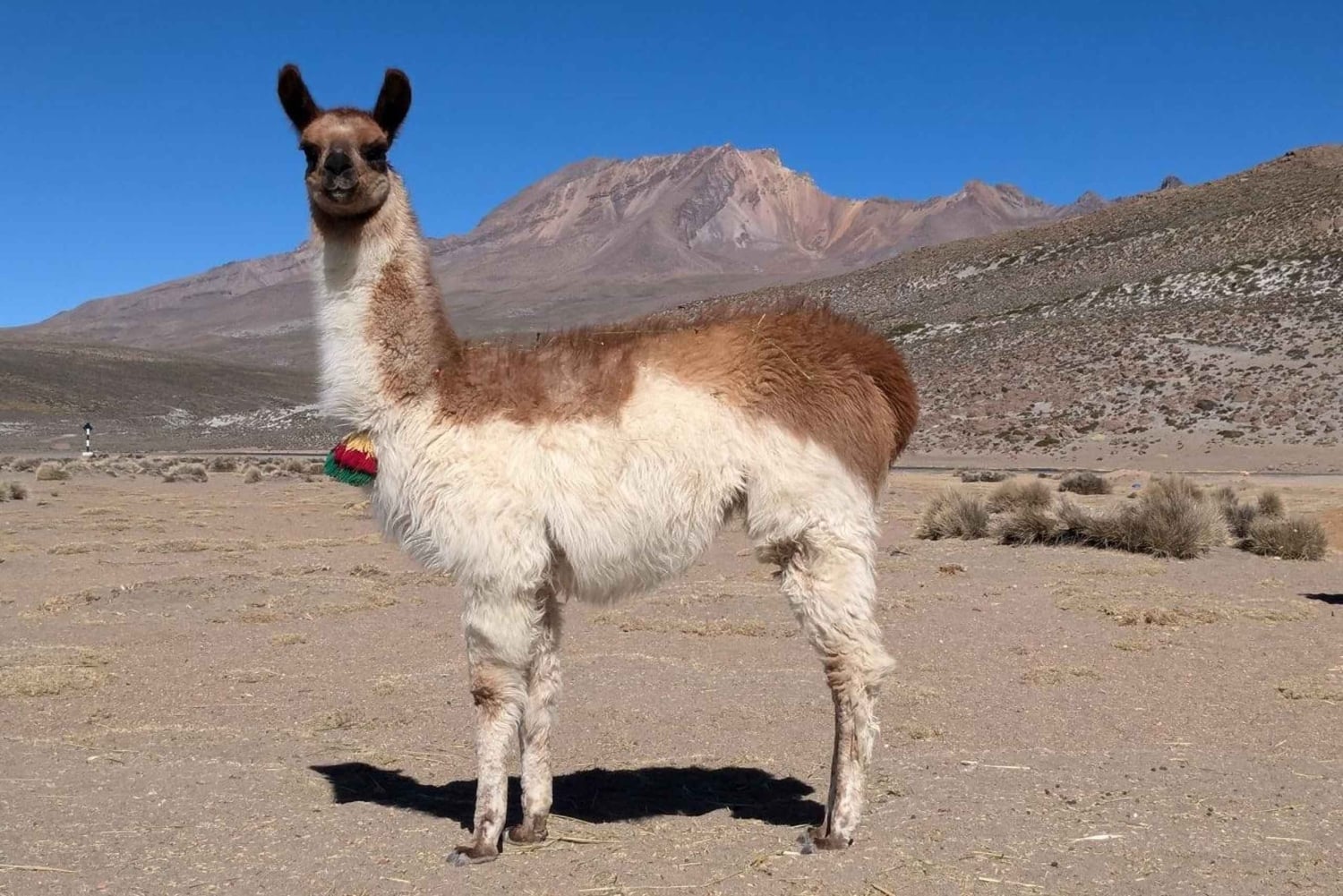 Arequipa: 3-day hike in the Colca Canyon.