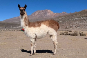 Arequipa: 3-day hike in the Colca Canyon.