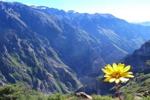 Arequipa: 3-day hike in the Colca Canyon.