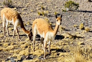 Arequipa: Catarata de Pillones and Bosque de Piedras Tour