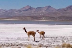 Arequipa: Chachani Volcano Guided Trek with Meals-two days