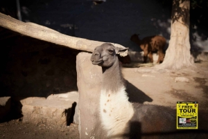 Arequipa: Chili River Rafting and Sunset City Tour