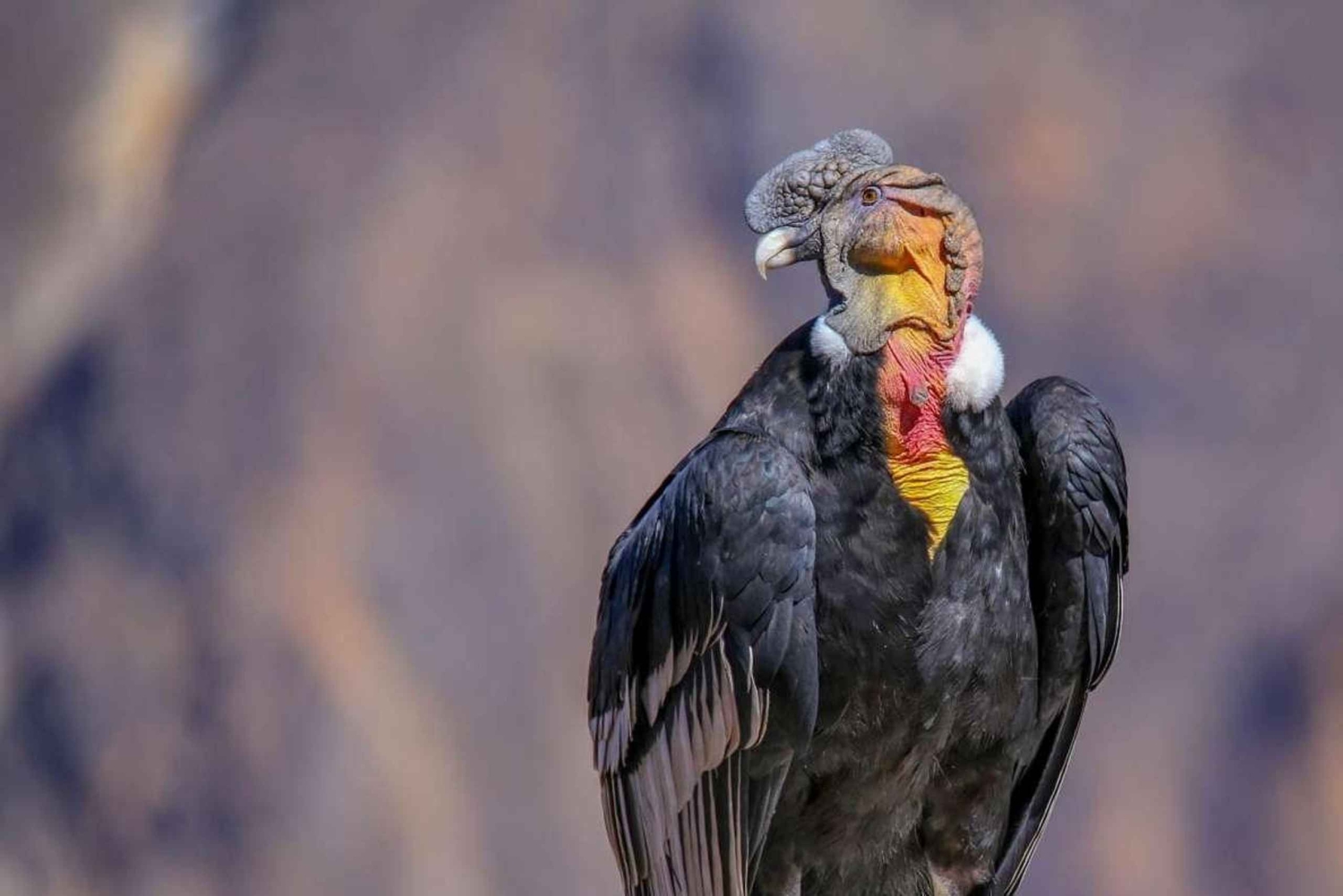 Arequipa: Colca Canyon 2 Days | Ending to Puno