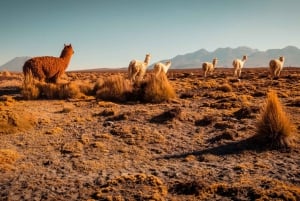 Arequipa: Colca Canyon 2 dager og natt + overnatting