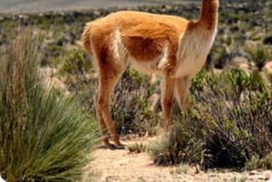Arequipa: Colca Canyon 2 dager og natt + overnatting