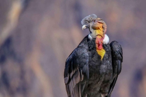 Arequipa: Excursión de un día al Cañón del Colca | Regreso a Arequipa