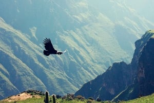 Arequipa & Colca Canyon Multi-Day Tour