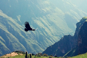 Arequipa & Colca Canyon Multi-Day Tour