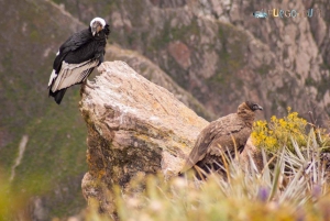Arequipa: Utflykt Colca Canyon, alternativ med avslutning i Puno