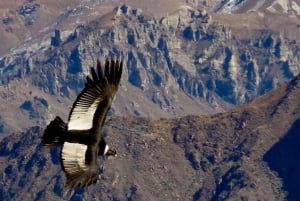 Arequipa: Escursione al Canyon del Colca con arrivo a Puno.